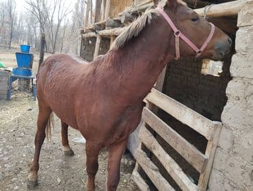 немецкая овчарка черная щенок купить: Продаю | Кобыла (самка), Жеребец | Рабочий — 1