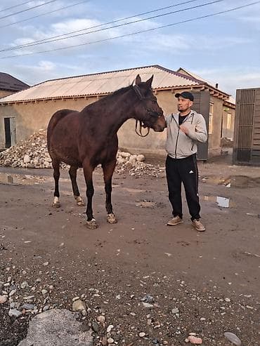 обмен на лошадь: Продаю | Кобыла (самка) | Английская | Для разведения, Конный спорт | Племенные, Мерин — 7