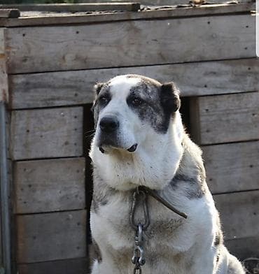 тазы собака: Алабай, 2 айлык, Ургаачы, Ит тегин тастыктоочу документ — 4