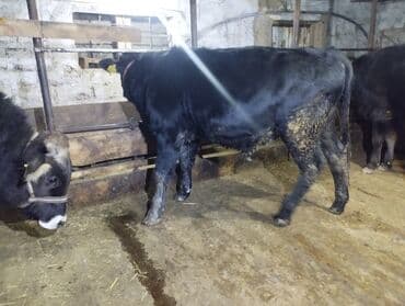 питбуль 6 месяцев: Продаю | Бык (самец) | Швицкая — 3