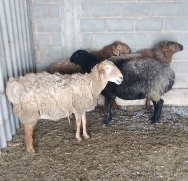 коровы телечки: Продаю | Овца (самка) | Для разведения | Котные, Матка — 5