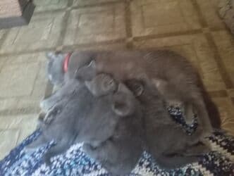 американская жесткошёрстная кошка цена: Продаются котята от британской кошки 2 месяца пушистый комочек — 5