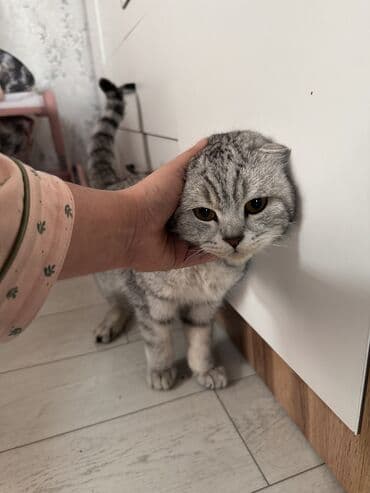 шотландские вислоухие котята в бишкеке: Шотландский вислоухий кот (Scottish Fold) Реальным клиентам еще — 1