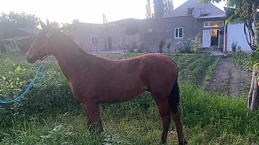 мопс собака: Продаю | Конь (самец) | Конный спорт — 3