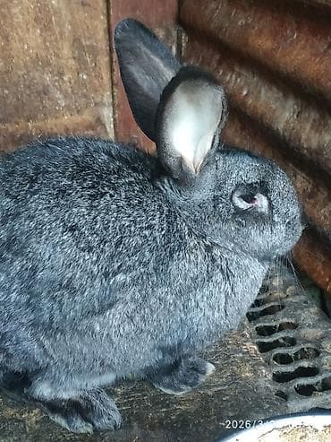 бомбейская кошка цена: Кролики,возраст 5мес.1500с — 5