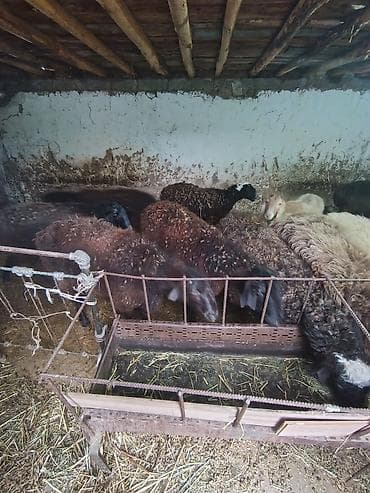 кармушка для овец: Продаю | Овца (самка) | Для разведения | Матка — 9