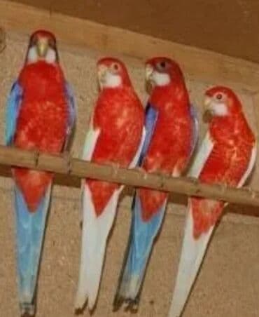 фиолетовый волнистый попугай: Попугаи красные разеллы хорошо приручаются к рукам так же есть и — 3