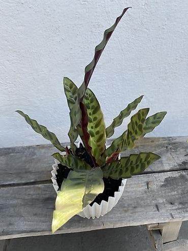 калате: Калатея лансифолия (Calathea lancifolia, «гремучая змея») в — 2