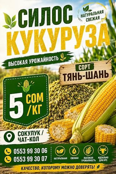 уй сатылат бишкек 2022: Силос из кукурузы, сорт «Тянь-Шань». Натуральная и свежая заготовка с — 1