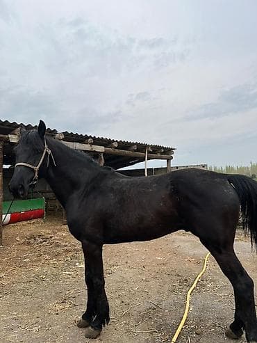 крематорий для животных бишкек: Продаю | Конь (самец) | Рабочий — 7