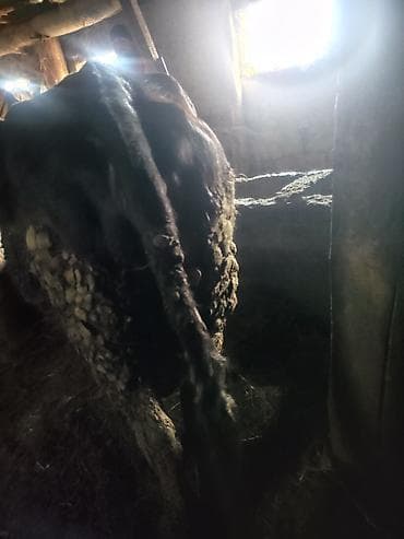 Ветеринар кызматы: Сатам | Уй (ургаачы) | Сүт алуу үчүн | Байланган — 3