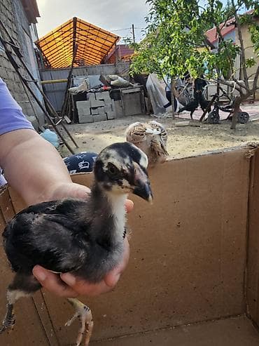 дакан корз: Продаю | Цыплята | Бойцовая, Дакан | Для разведения — 3