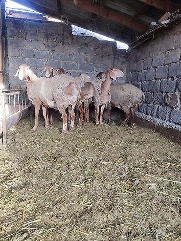 дакан цыпленок: Продаю | Овца (самка) | Арашан | Для разведения | Матка, Ярка — 1