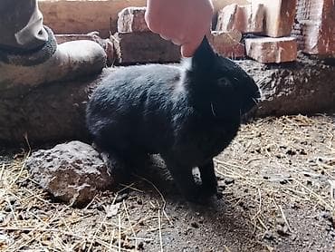 кошка бурма: Продаю | Крольчата | Для разведения — 1