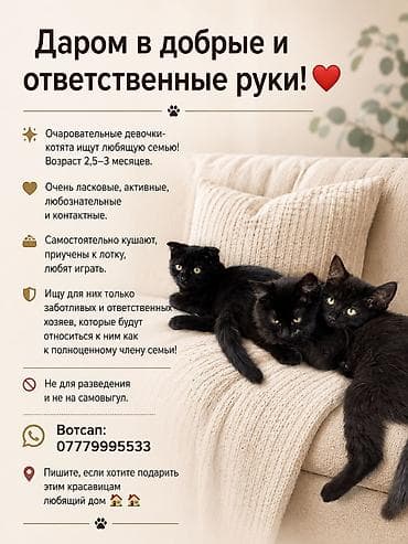 продаю котенка: 3 месяца, Девочка, Приучена к лотку — 1