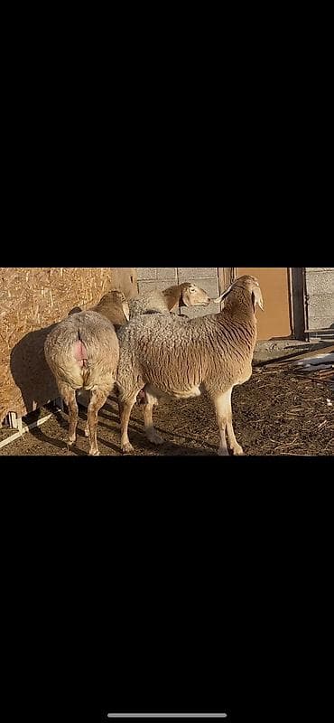 шпиц девочка: Продаю | Овца (самка) | Арашан | Для разведения | Матка — 7