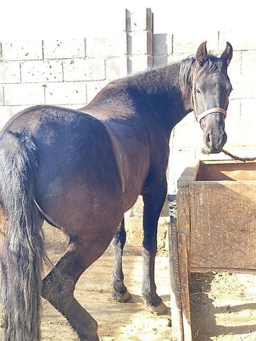 Продаю | Кобыла (самка) | Для разведения, Конный спорт | Племенные at lalafo.kg Продаю | Кобыла (самка) | Для разведения, Конный спорт | Племенные