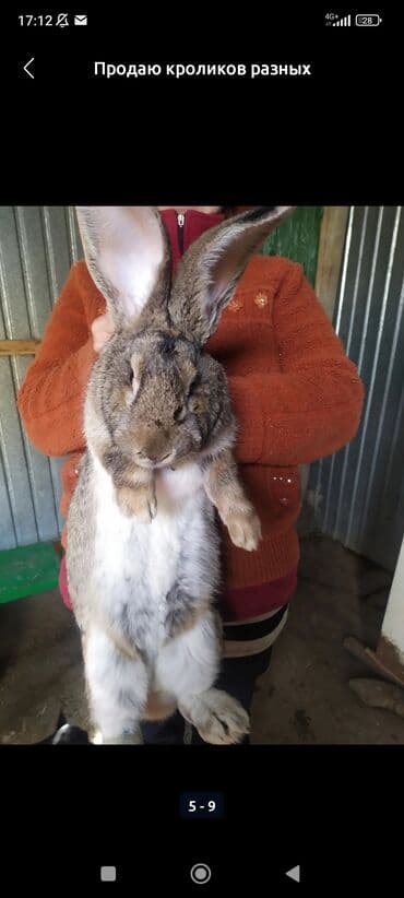 тай кони: Продаю | Крольчата | Белый великан | Для разведения — 6