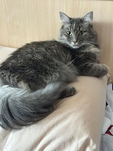 домики для котят: Кошка (Трехцветная) Стерилизованная Приучена к лотку Проглистована — 1