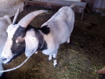 Продаю | Козёл (самец) | Полукровка | Для разведения