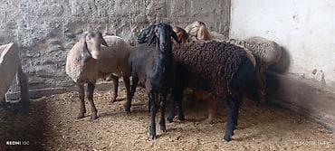 туретский кангал: Продаю | Баран (самец) | Для разведения | Племенные — 1