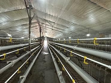 соль для животных: Птичник с клеточными батареями и полной системой жизнеобеспечения — 4