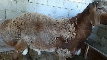 купить верблюда: Продаю | Баран (самец) | Для разведения | Осеменитель — 5