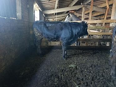 Кемирүүчүлөр: Бычки — 2