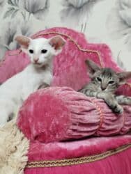 купить породистых котят: Ориентальная, 2 месяца, Мальчик, Белый, Приучена к лотку, Проглистована, С документами — 14