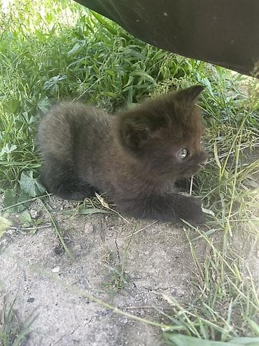 Черный котёнок с пушистой шерсткой и серовато-графитовым подтоном