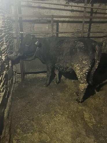 корова самка: Продаю | Тёлка | Алатауская | На откорм | Привязанные — 4