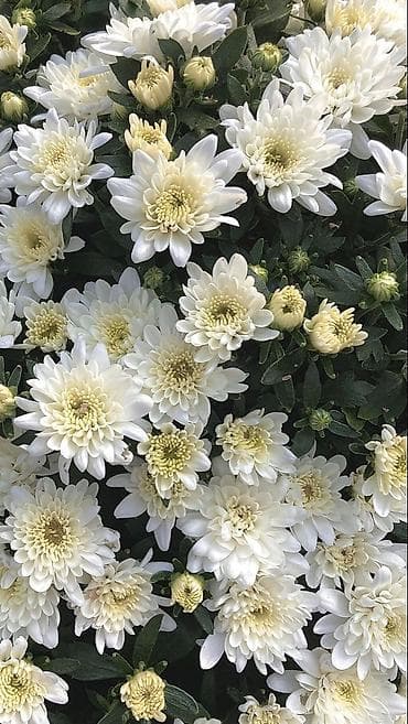 малинова: Саженцы — 6