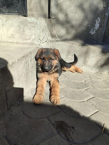 собаки в хорошие руки: Щенки немецкой овчарки с отличной родословной, подойдут как для — 9