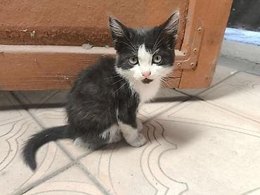 животные кошки: Кошка даром: Беспородная, 2 месяца, Мальчик — 4