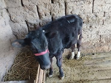 бычки 1год: Продаю | Тёлка | На откорм — 2