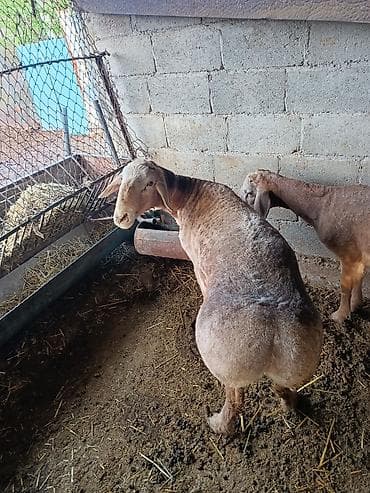 ящик пчела: Продаю | Овца (самка) | Для разведения — 3