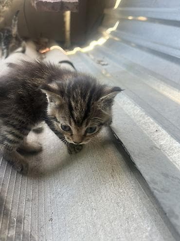 отдаём: Отдам в добрые руки котят и маму-кошку!🌸 На фото — вся семья: мама и 4 — 7