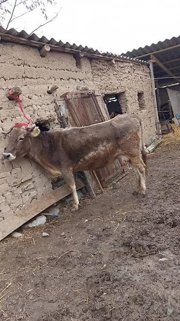 Куры, петухи: Продаю | Корова (самка) | Полукровка | Для молока | Привязанные — 3