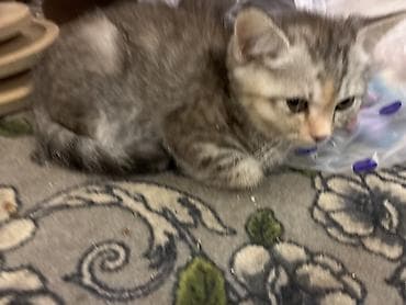 scottish fold: Котята, короткошёрстные, окрасы: серый табби и кремовый дымчатый — 6