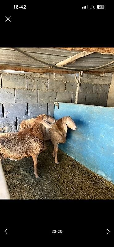 кавказкий овчарка: Продаю | Овца (самка), Ягненок, Баран (самец) | Арашан | Для разведения | Матка, Ярка, Ягнившаяся — 4