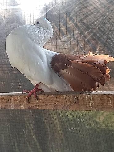 купить сову: Продаю | Куры | Для разведения — 3