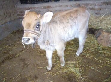 шароле бычок: Продаю | Бык (самец) | Швицкая | На откорм — 1