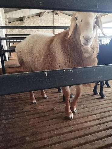 бараны токмак: Продаю | Овца (самка) | Для разведения | Матка — 3