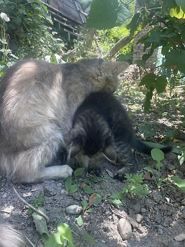 Мышыктар: Котенок! Мальчик ! Ласковый ! Добрый ! Очень спокойный ! Умный ! Ходит — 6
