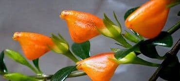 аквариум для форели: Нематантус (золотая рыбка) отростки по 100сом — 1