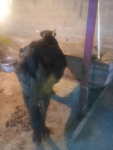 сибирская кошка черно белая: Продаю | Корова (самка) | На откорм | Привязанные — 1