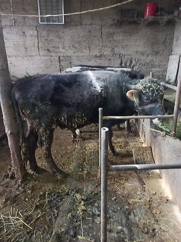 продам ягнят: Продаю | Бык (самец) | На откорм | Привязанные — 5