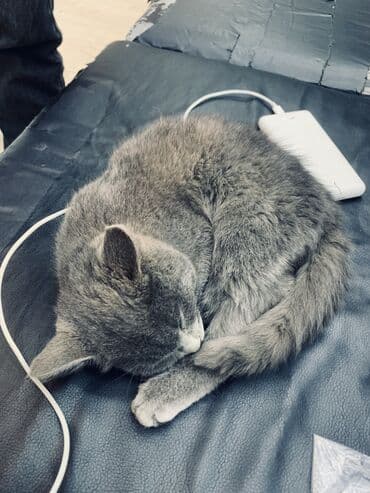 купить кота бишкек: 5 месяцев, Мальчик, Серый, Метис — 3