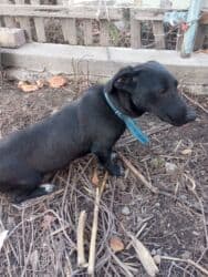 щенки ризеншнауцера в дар: Отдам даром,собаку такса с дворнягой в хорошие, добрые, руки .Дом — 3