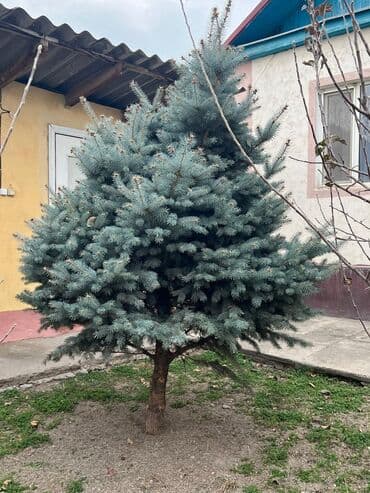 электроды для сварки 3 мм: Саженцы деревьев: Ели, Самовывоз — 1